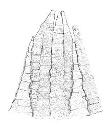 Ulota lutea, peristome detail showing paired exostome teeth (shaded) and two endostome segments lacking median lines. Drawn from A.J. Fife 8084, CHR 436819.
 Image: R.C. Wagstaff © Landcare Research 2017 